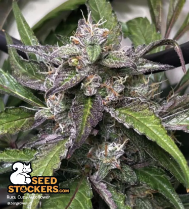 🪴 Rucu Cucu OG© | Semillas de marihuana autoflorecientes | Compra en Seedstockers.es 🐿️
