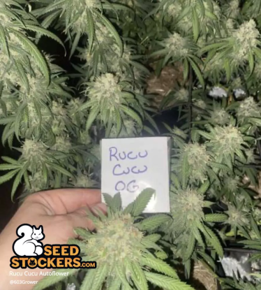 🪴 Rucu Cucu OG© | Semillas de marihuana autoflorecientes | Compra en Seedstockers.es 🐿️