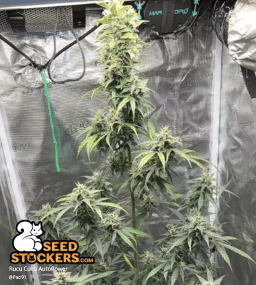 🪴 Rucu Cucu OG© | Semillas de marihuana autoflorecientes | Compra en Seedstockers.es 🐿️