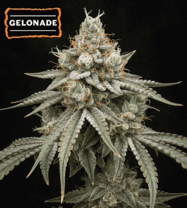 🍋 Semillas Gelonade Feminizadas | Seedstockers.es 🐿️