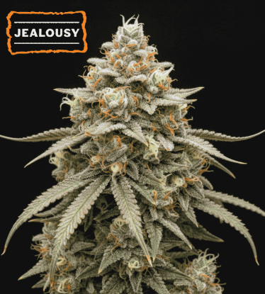 🪴 Jealousy Autofloreciente | Semillas de Cannabis Autoflorecientes | Compra en Seedstockers.es 🐿️