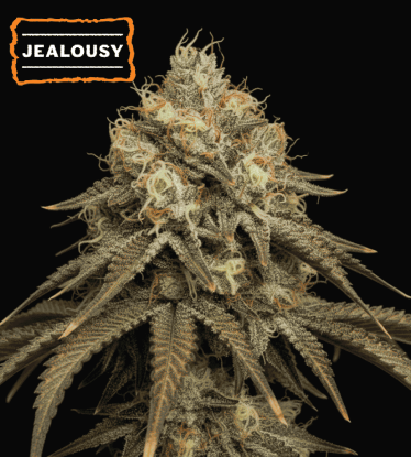🪴 Jealousy Feminizada | Semillas de Cannabis Feminizadas | Compra en Seedstockers.es 🐿️