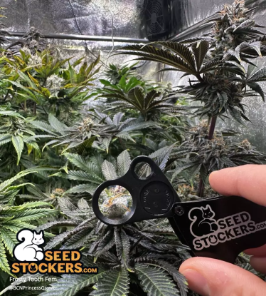 🪴 Frosty Tooth© | Semillas de marihuana feminizadas | Compra en Seedstockers.es 🐿️