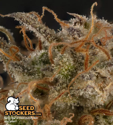 🪴 Santa Marta Haze© | Semillas de marihuana autoflorecientes | Compra en Seedstockers.es 🐿️