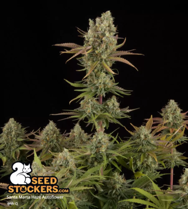🪴 Santa Marta Haze© | Semillas de marihuana autoflorecientes | Compra en Seedstockers.es 🐿️