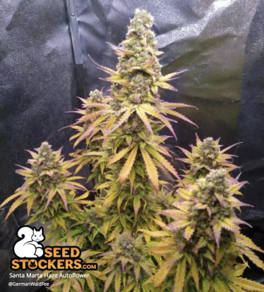 🪴 Santa Marta Haze© | Semillas de marihuana autoflorecientes | Compra en Seedstockers.es 🐿️