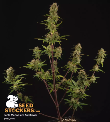 🪴 Santa Marta Haze© | Semillas de marihuana autoflorecientes | Compra en Seedstockers.es 🐿️