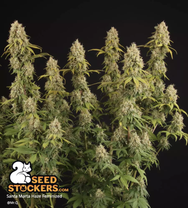 🪴 Santa Marta Haze© | Semillas de marihuana feminizadas | Compra en Seedstockers.es 🐿️