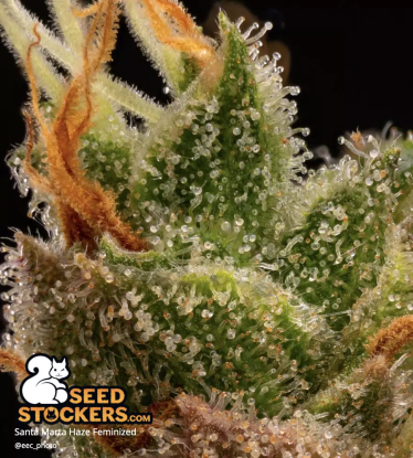 🪴 Santa Marta Haze© | Semillas de marihuana feminizadas | Compra en Seedstockers.es 🐿️