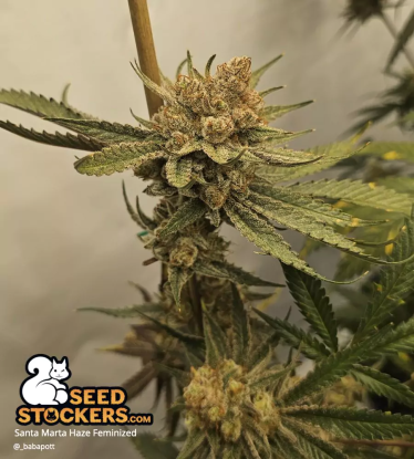 🪴 Santa Marta Haze© | Semillas de marihuana feminizadas | Compra en Seedstockers.es 🐿️