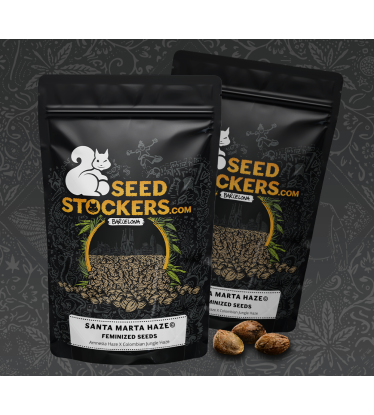🪴 Santa Marta Haze© | Semillas de marihuana feminizadas | Compra en Seedstockers.es 🐿️