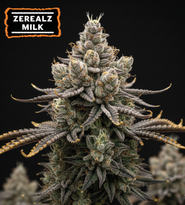 🪴  Zerealz Milk Semillas de Marihuana Feminizadas | Seedstockers.es 🐿️