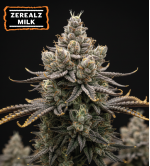 🪴  Zerealz Milk Semillas de Marihuana Feminizadas | Seedstockers.es 🐿️