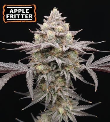 🪴 Semillas de Cannabis Apple Fritter Feminizadas | Seedstockers.es 🐿️