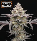 🪴 Semillas de Cannabis Apple Fritter Feminizadas | Seedstockers.es 🐿️