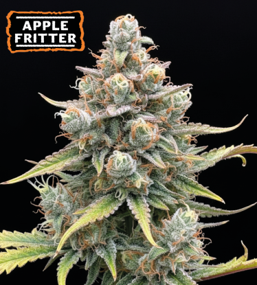 🍏 Semillas Apple Fritter Autoflorecientes | Seedstockers.es 🐿️