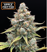 🍏 Semillas Apple Fritter Autoflorecientes | Seedstockers.es 🐿️