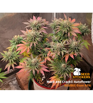 🪴 Mack and Crack© | Semillas de marihuana autoflorecientes | Compra en Seedstockers.es 🐿️