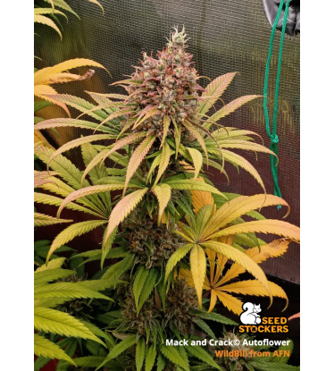 🪴 Mack and Crack© | Semillas de marihuana autoflorecientes | Compra en Seedstockers.es 🐿️