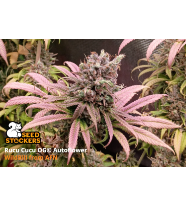 🪴 Rucu Cucu OG© | Semillas de marihuana autoflorecientes | Compra en Seedstockers.es 🐿️