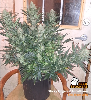 🪴 Sticky Fingers© | Semillas de marihuana autoflorecientes | Compra en Seedstockers.es 🐿️