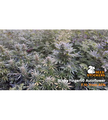🪴 Sticky Fingers© | Semillas de marihuana autoflorecientes | Compra en Seedstockers.es 🐿️