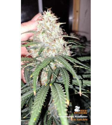 🪴 Sticky Fingers© | Semillas de marihuana autoflorecientes | Compra en Seedstockers.es 🐿️