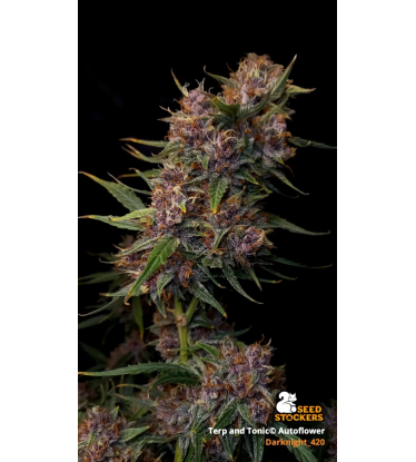 🪴 Terp & Tonic© | Semillas de marihuana autoflorecientes | Compra en Seedstockers.es 🐿️