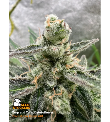 🪴 Terp & Tonic© | Semillas de marihuana autoflorecientes | Compra en Seedstockers.es 🐿️