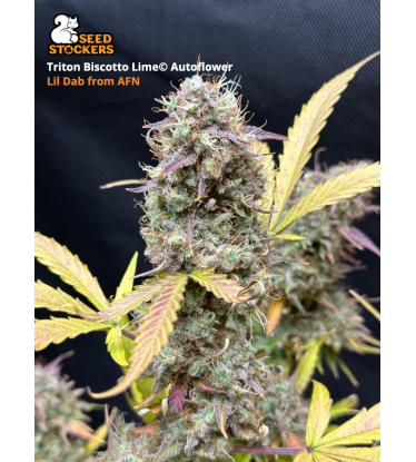 🪴 Triton Biscotto Lime© | Semillas de marihuana autoflorecientes | Compra en Seedstockers.es 🐿️