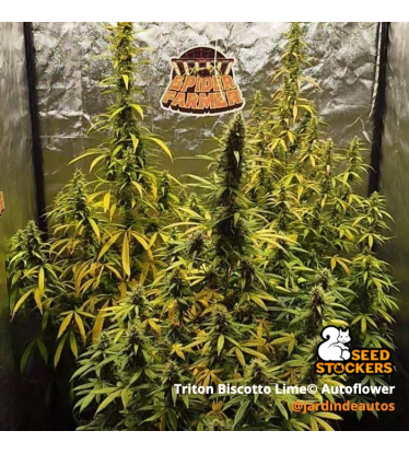 🪴 Triton Biscotto Lime© | Semillas de marihuana autoflorecientes | Compra en Seedstockers.es 🐿️