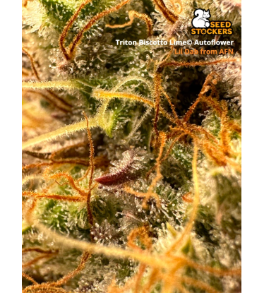 🪴 Triton Biscotto Lime© | Semillas de marihuana autoflorecientes | Compra en Seedstockers.es 🐿️