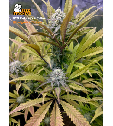 🪴 BCN Critical XXL© | Semillas Fast de marihuana | Compra en Seedstockers.es 🐿️