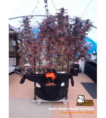 🪴 Apollo Black Cherry© | Semillas de marihuana feminizadas | Compra en Seedstockers.es 🐿️