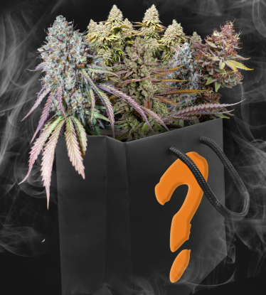 Pack Regalo de Semillas de Marihuana Sorpresa | Semillas Feminizadas y Autoflorecientes