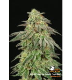 🪴 F.U.H (F*cked Up Hippy)© | Semillas de Cannabis Feminizadas | Seedstockers.es 🐿️