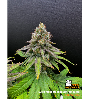 🪴 F.U.H (F*cked Up Hippy)© | Semillas de Cannabis Feminizadas | Seedstockers.es 🐿️