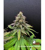 🪴 F.U.H (F*cked Up Hippy)© | Semillas de Cannabis Feminizadas | Seedstockers.es 🐿️