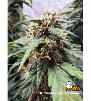 🪴 F.U.H (F*cked Up Hippy)© Autofloreciente | Semillas de Cannabis | Seedstockers.es 🐿️