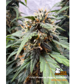 🪴 F.U.H (F*cked Up Hippy)© Autofloreciente | Semillas de Cannabis | Seedstockers.es 🐿️
