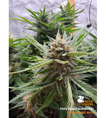 🪴 Fishy Zoap© Autofloreciente | Semillas de Marihuana | Seedstockers.es 🐿️