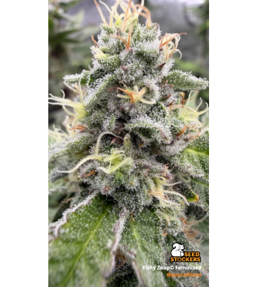 🪴 Fishy Zoap© | Semillas Feminizadas de Cannabis | Seedstockers.es 🐿️