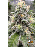 🪴 Fishy Zoap© | Semillas Feminizadas de Cannabis | Seedstockers.es 🐿️