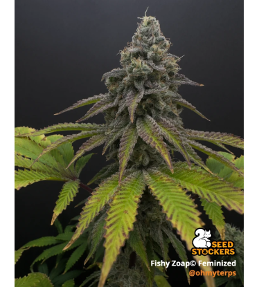 🪴 Fishy Zoap© | Semillas Feminizadas de Cannabis | Seedstockers.es 🐿️
