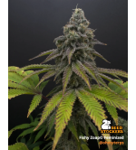 🪴 Fishy Zoap© | Semillas Feminizadas de Cannabis | Seedstockers.es 🐿️