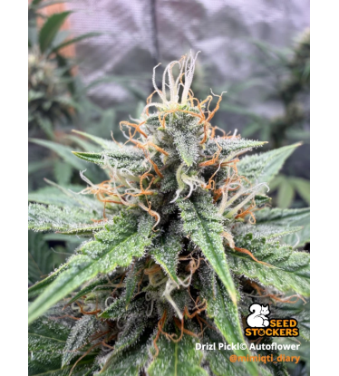🪴 Drizl Pickl© Autoflower | Semillas Autoflorecientes de Cannabis | Seedstockers.es 🐿️