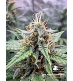 🪴 Drizl Pickl© Autoflower | Semillas Autoflorecientes de Cannabis | Seedstockers.es 🐿️