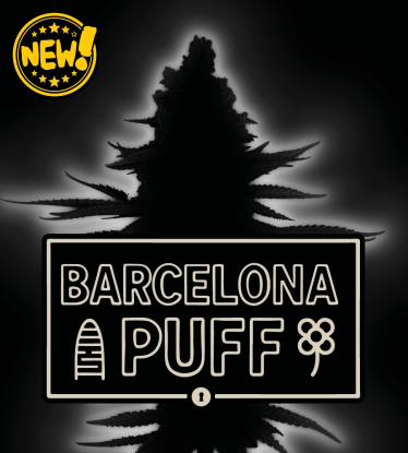 Barcelona Puff© Semillas de cannabis autoflorecientes