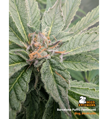 🪴 Barcelona Puff© | Semillas de Cannabis Feminizadas | Seedstockers.es 🐿️
