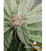 🪴 Barcelona Puff© | Semillas de Cannabis Feminizadas | Seedstockers.es 🐿️